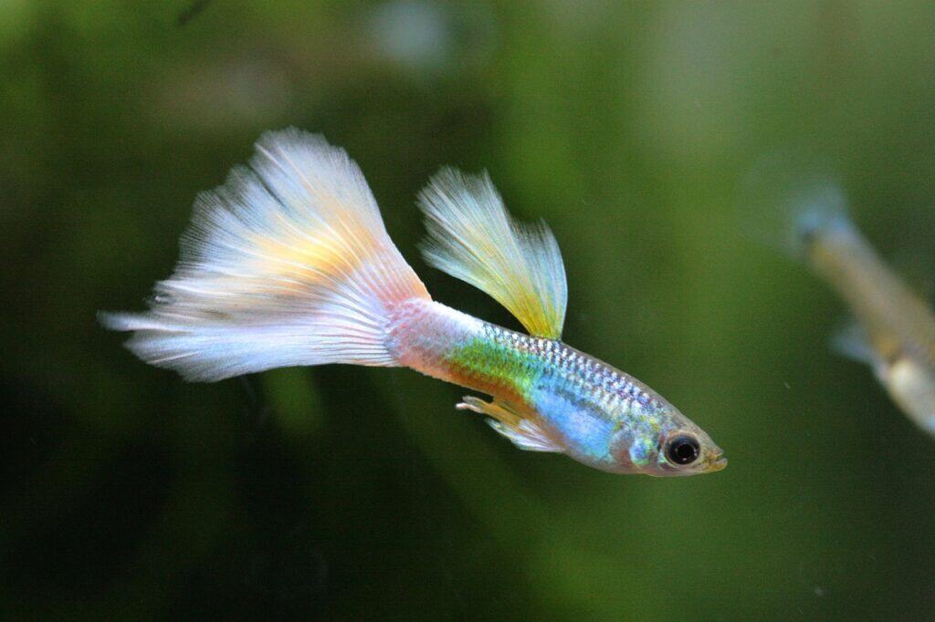 Pale rainbow guppy fish with flowing fins swimming in a green aquarium background.
