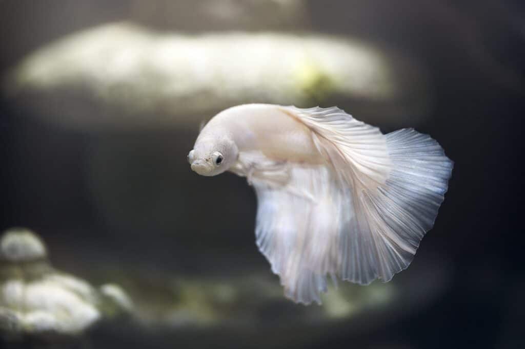 Pale white betta fish swimming in a softly lit aquarium with blurred background.