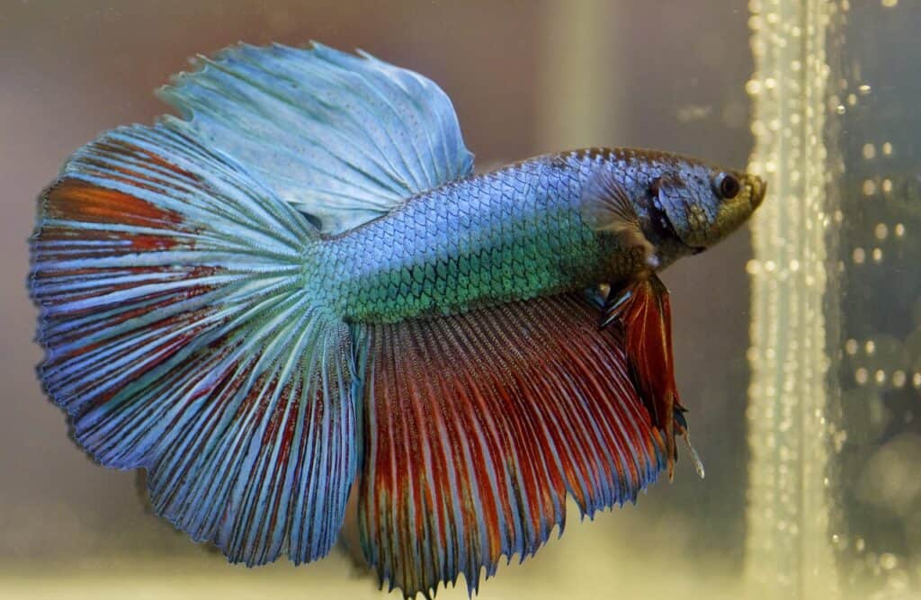 Blue and red betta fish with large flowing fins swimming in a tank.