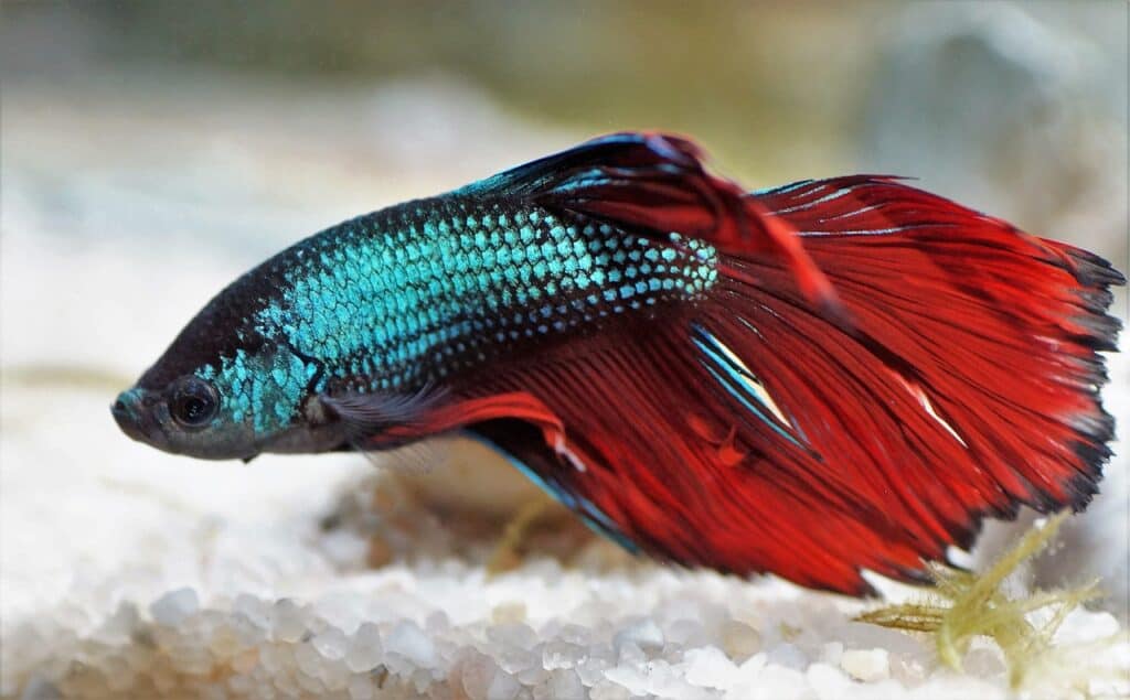 Betta fish with turquoise body and bright red fins swimming over white substrate.
