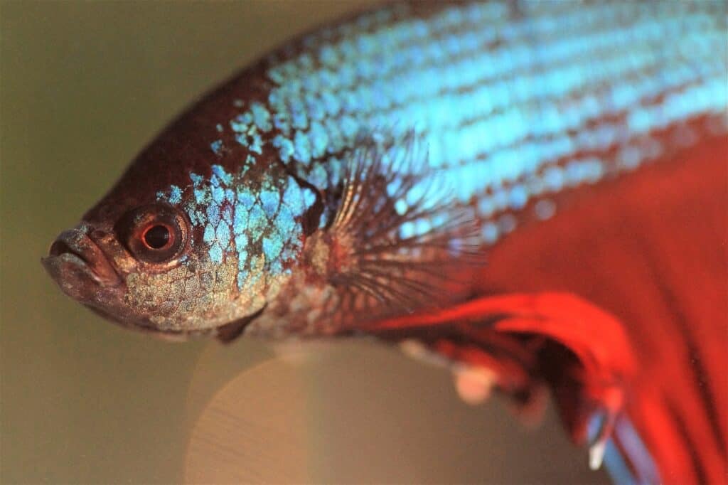 Close-up of a betta fish showing iridescent blue scales and bright red fins.
