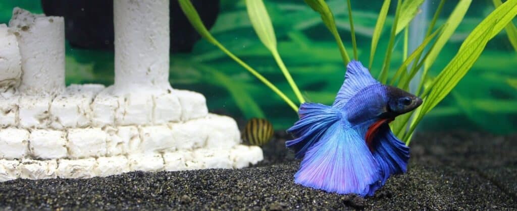 Blue betta fish swimming near white aquarium decor and green plants on black gravel.
