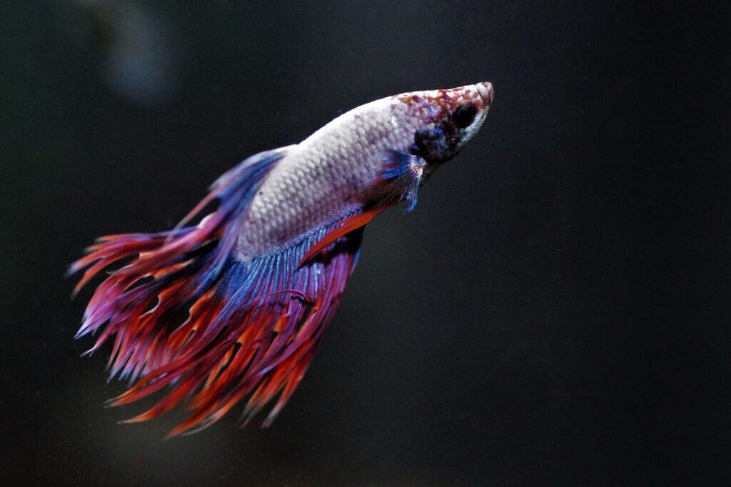 Vibrant betta fish with flowing red and blue fins swimming against a dark background.