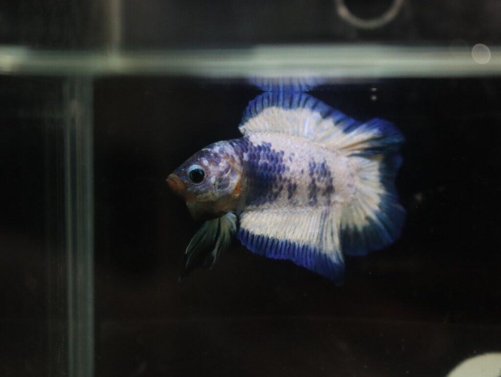 Blue and white betta fish with short fins swimming near the water surface.