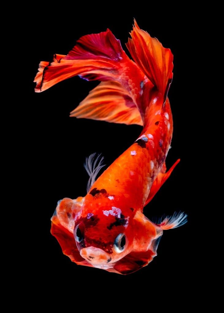 Bright orange and red betta fish with flowing fins swimming against a black background.