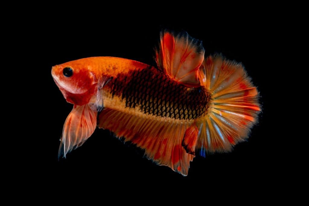 Orange and black betta fish with flowing fins swimming against a black background.