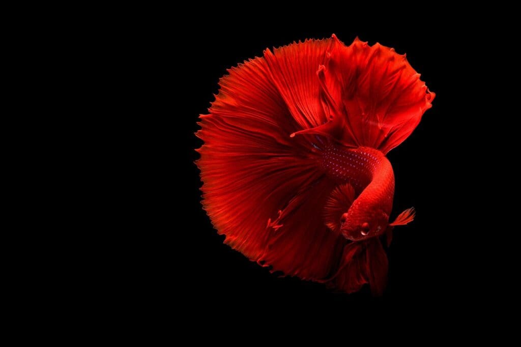 A vibrant red betta fish with flowing fins swims against a black background.