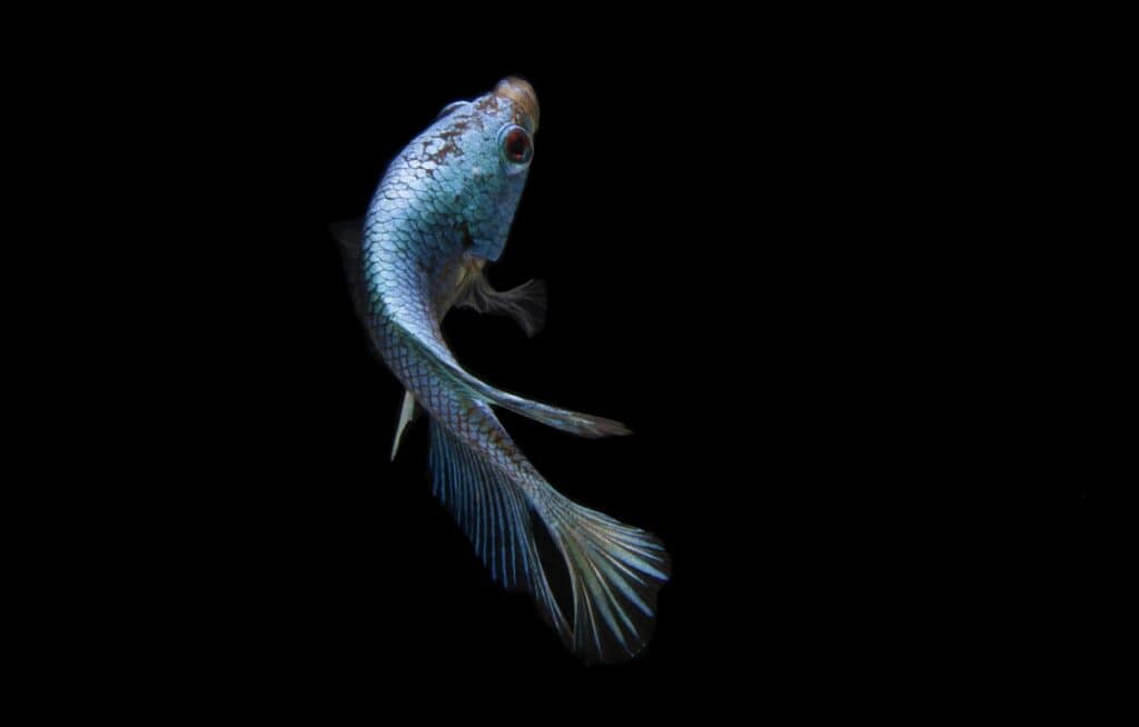 Blue and white betta fish swimming gracefully against a black background.