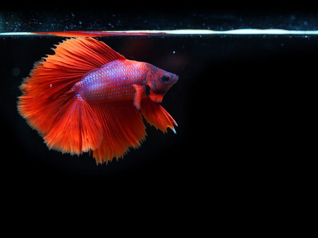 Blue and white betta fish swimming gracefully against a black background.