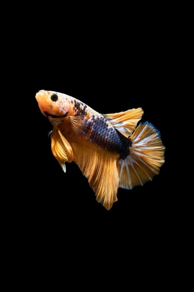 Colorful betta fish with orange, blue, and black scales and flowing fins swimming against a black background.