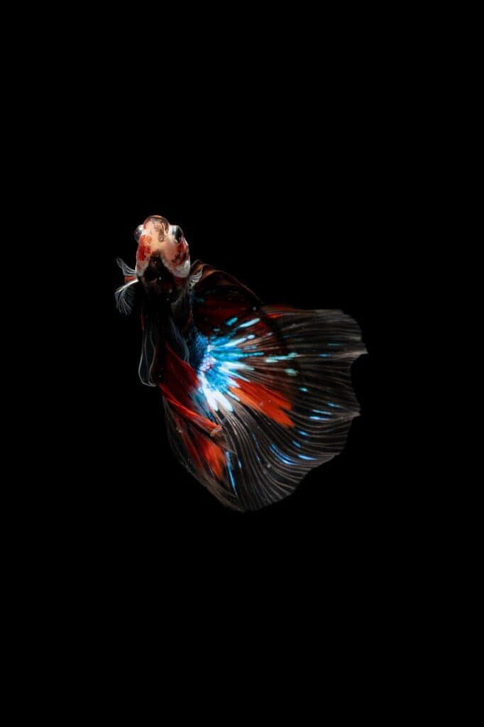 A colorful betta fish with red, blue, and white fins swims against a black background.