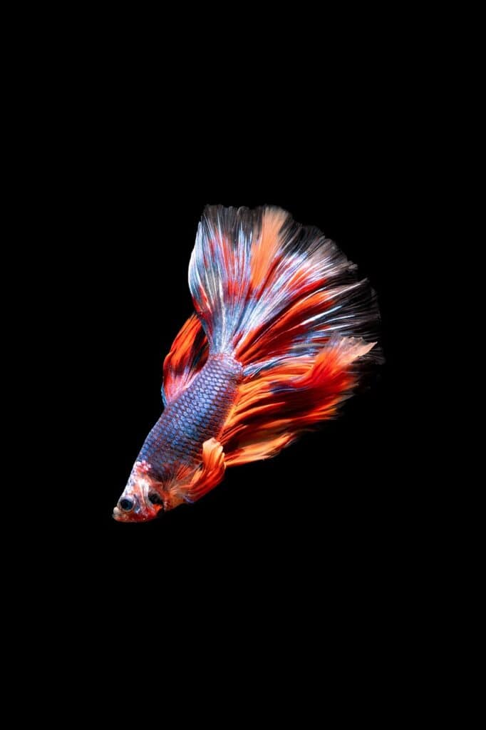 Betta fish with red, blue, and white fins against a solid black background.