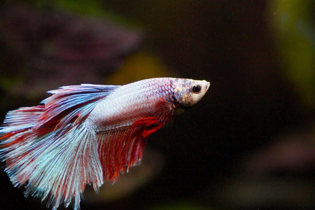Betta fish with pale blue and red fins swimming in an aquarium with a blurred background.