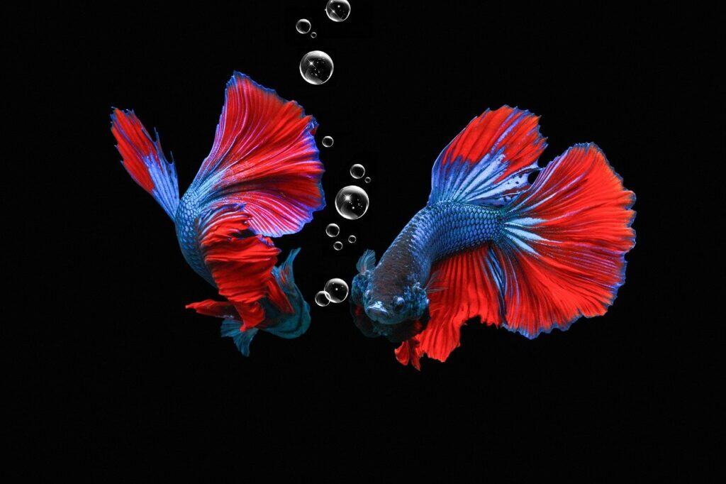 Two vibrant betta fish with red and blue fins facing each other, surrounded by bubbles on a black background.