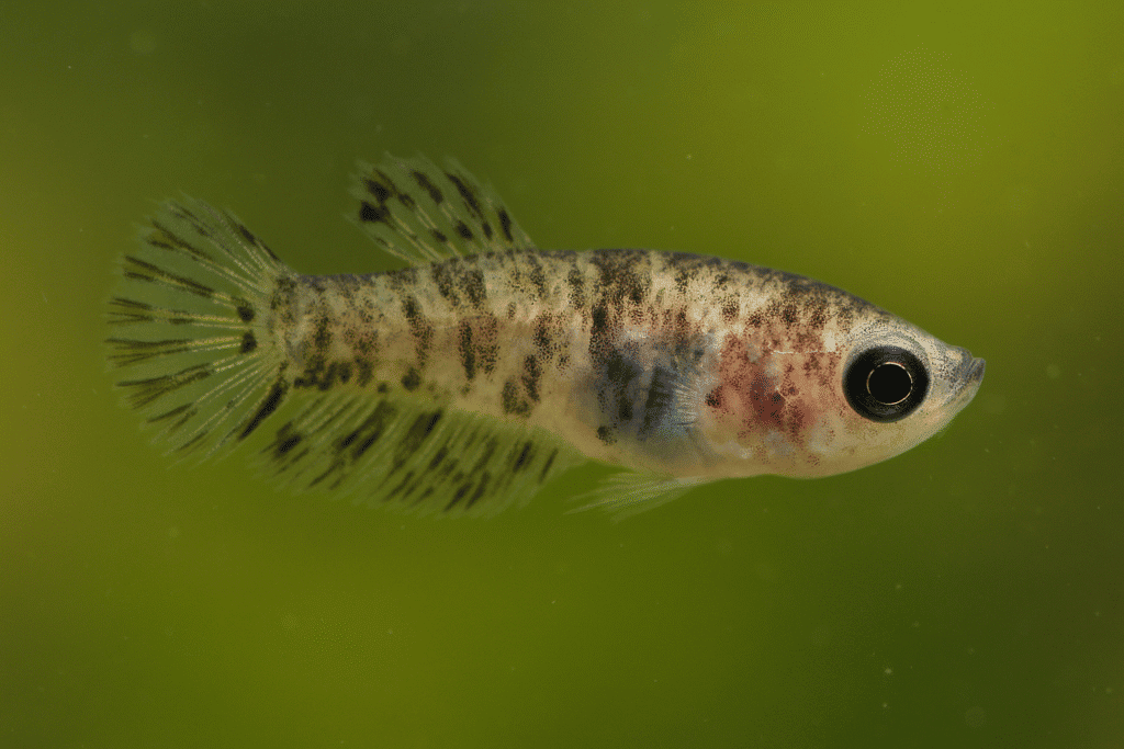 A single betta fish fry with striped markings against a green background.